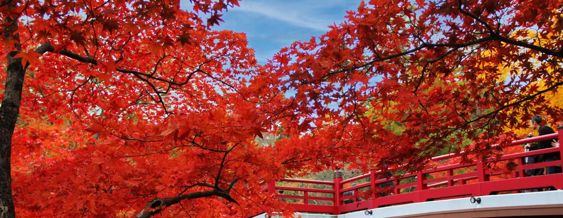 弥彦の風景