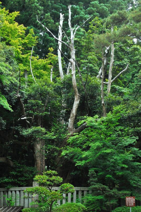 天香山命（あめのかごやまのみこと）の杖が根付いたと言われています